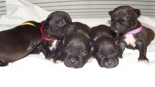 �t���tka staford��rsk�ho bulteri�ra