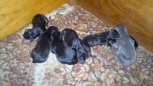 Dobrman �t��ata