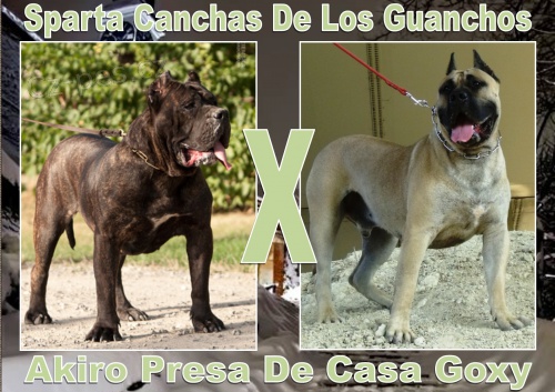 Kan�rsk� doga �t�n� NA PRODEJ !!!