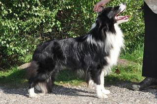 �t��ata border kolie