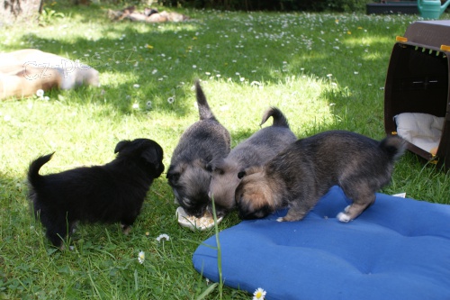 �ivava dlouhosrst� - �istokrevn� �t���tka bez PP