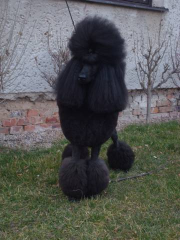 Pudl kr�lovsk� (velk�) s PP