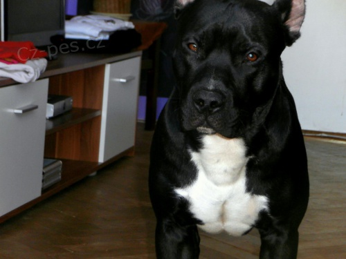 Americk� pitbulteri�r ke kryt�