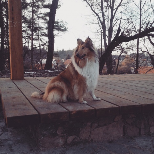 Fenka ZLAT� KOLIE ke kryt�