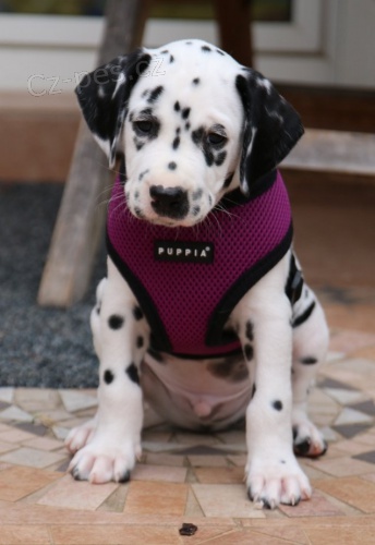 Dalmatin �t�n� s PP