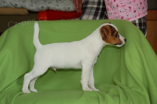 Parson Russell teri�r 