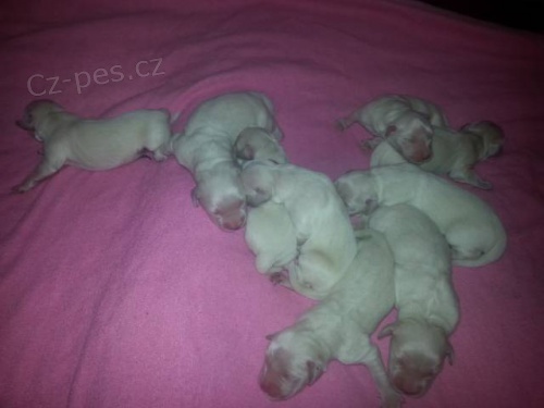 Prodej �t���tka Zlat�ho retr�vra