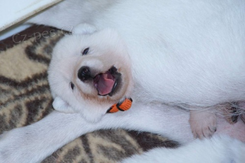 B�l� �v�carsk� ov��k, �t���tka s PP