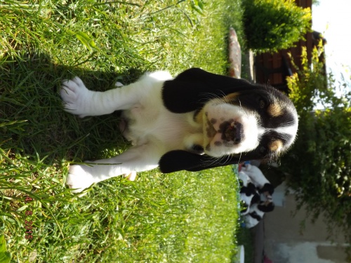 bernsk� honi� �t��ata s PP