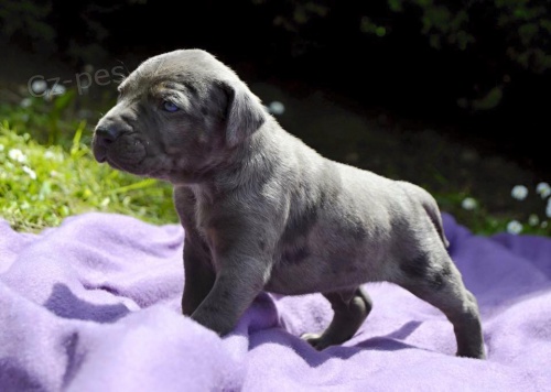 Louisi�nsk� Leopard� Pes s PP