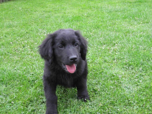 Hovawart �ern� pejsek s PP k odb�ru