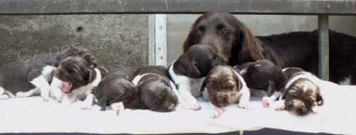 mal� m�nsterlandsk� oha�