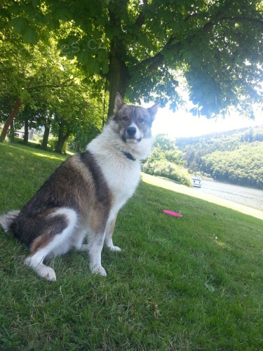 PROD�M �T�N� Z�PADOSIBI�SK� LAJKY