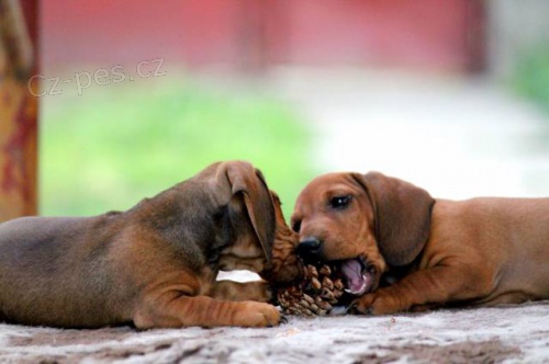 Jezev��k trpasli�� kr�tkosrst� s FCI pedigree