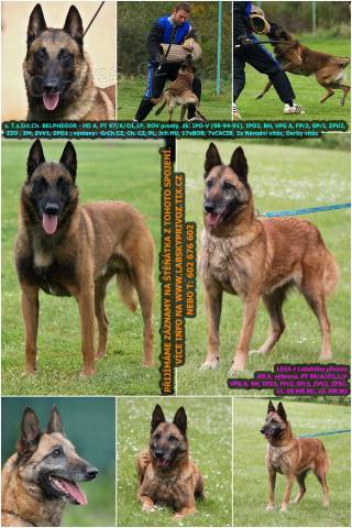 Belgick� ov��k malinois s PP - p�ij�m�me z�znamy