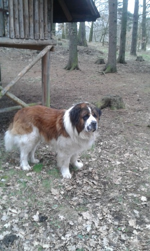 nab�z�m psa ke kryt�