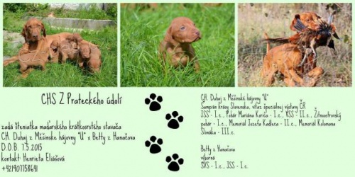 Ma�arsk� kr�tkosrst� oha� - ma�arsk� vy�la