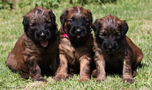 Briard - plav� �t���tka