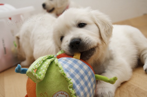 �T���TKA � ZLAT� RETRIEVER s PP 