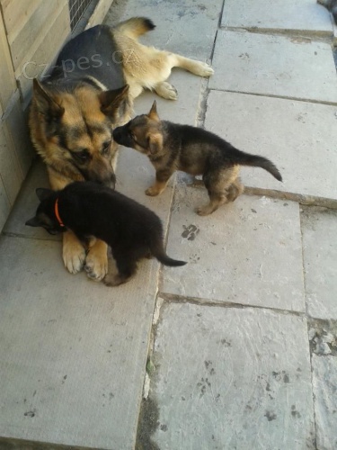 N�meck� ov��k �t��ata