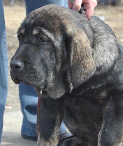 �pan�lsk� Mastin/Mastin Espa�ol p�ekr�sn� fenka s PP na prodej!