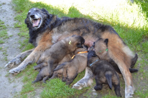 Belgick� ov��k - Tervueren