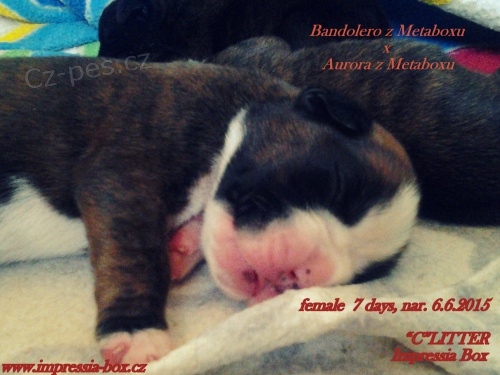 Boxer ��han� �t���tka s PP