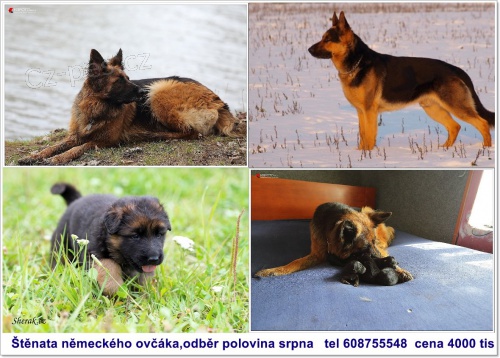 N�meck� ov��k - �t���tka bez PP