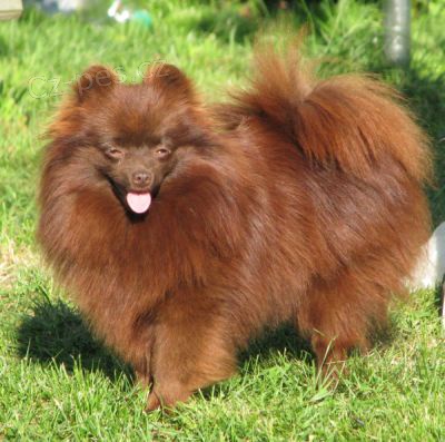 n�meck� �pic hn�d� 