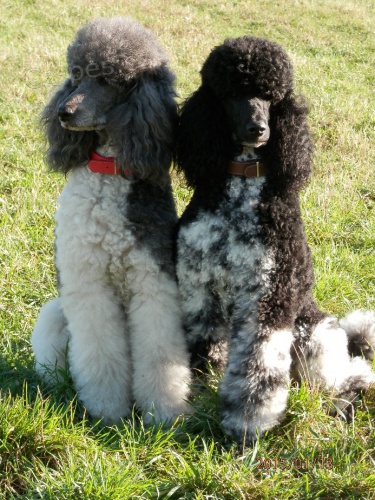 Pudl kr�lovsk� Harlekin