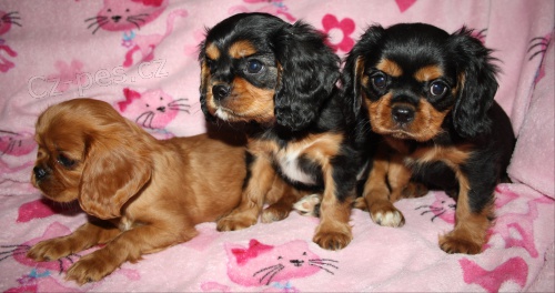 kaval�r king charles �pan�l            