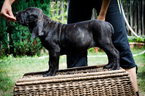 Brazilsk� FILA s PP ��han� �t���tka