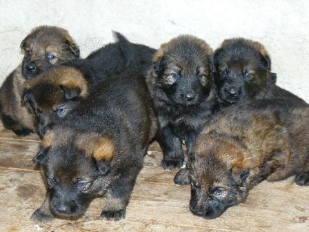 N�meck� ov��k - �t��ata s PP