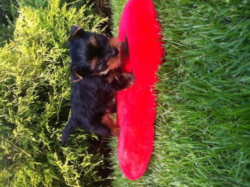 Jork��rsk� teri�r - v�hodn� 