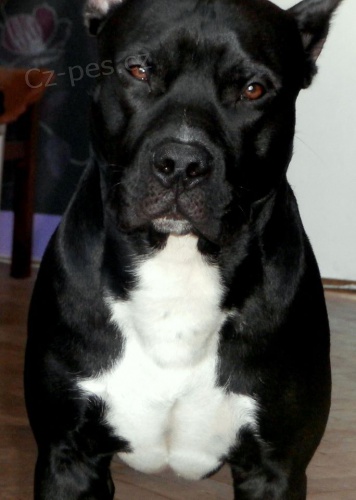 Hled�m fenku ke kryt�