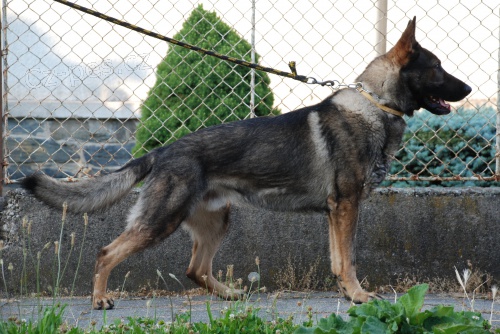 N�meck� ov��k ke kryt� s PP