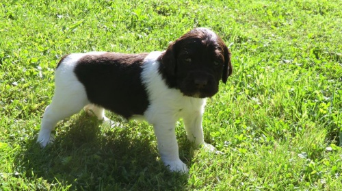 Mal� m�nsterlandsk� oha� s PP