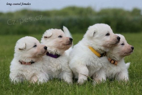 B�l� �v�carsk� ov��k, �t���tka s PP