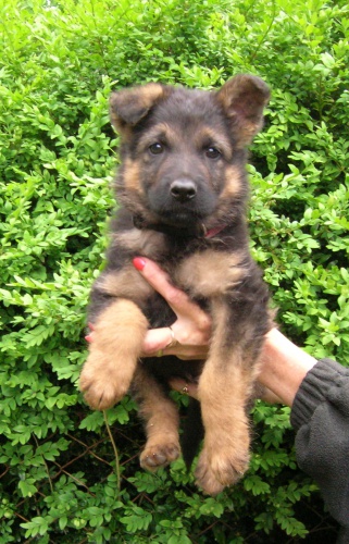 N�meck� ov��k - prod�m �t��ata