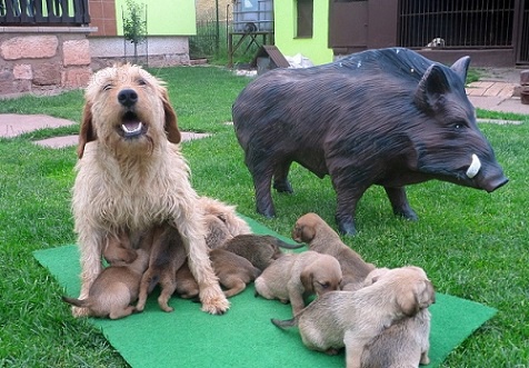 �t�rsk� brak��