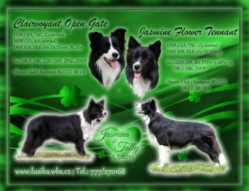 �t���tka border collie