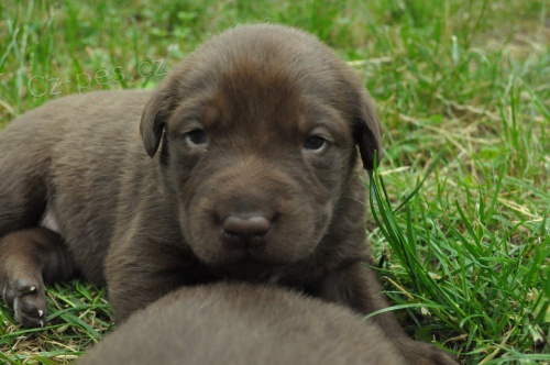 Labradorsk� retr�vr, kr�sn� rodi�e 