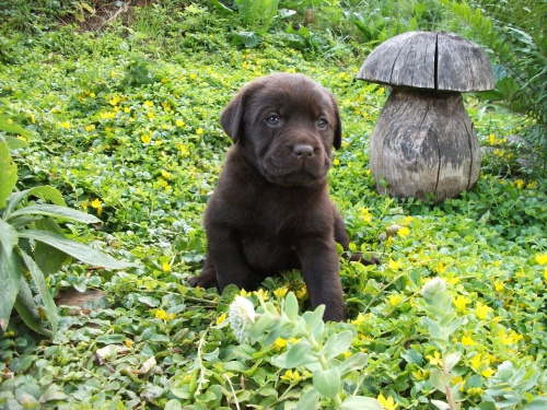 Labradorsk� retr�vr - �t��ata