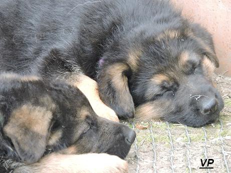 Prod�me �t��ata- psi  N�meck�ho ov��ka s PP