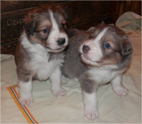 Border kolie - �t��ata s PP-pejsci