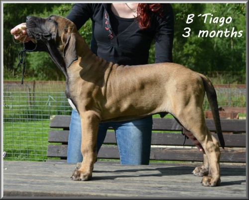 brazilsk� fila �t�n� s PP na prodej