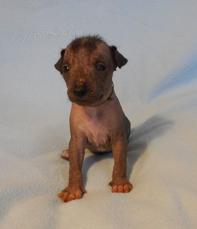 Peru�nsk� nah�� - zad�m �t���tka