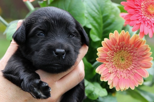 Hovawart - �t���tka s PP