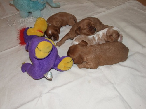 Kaval�r king charles spaniel 