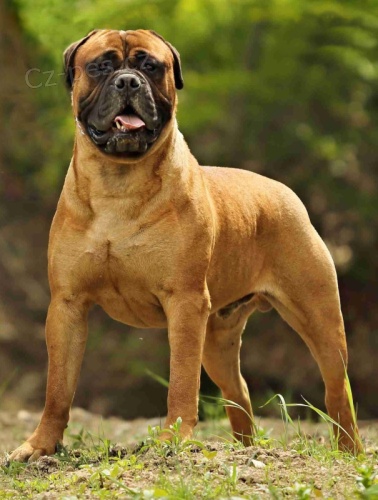 Bullmastif - kryt�